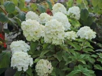 Rispenhortensie &#8218;Magical Mont Blanc&#8216; ®, 20-30 cm, Hydrangea paniculata &#8218;Magical Mont Blanc&#8216; ®, Containerware