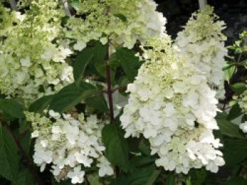 Rispenhortensie 'Magical Moonlight', 30-40 cm, Hydrangea paniculata 'Magical Moonlight', Containerware