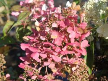 Rispenhortensie 'Mega Mindy' ® / 'Ilvomindy', 30-40 cm, Hydrangea paniculata 'Mega Mindy' / 'Ilvomindy', Containerware