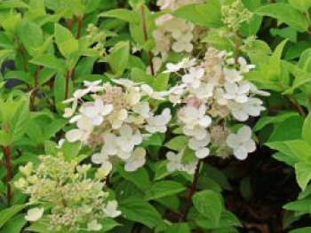 Rispenhortensie 'Panflora', Hydrangea paniculata 'Panflora', Containerware