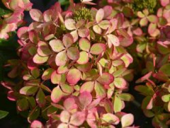 Rispenhortensie  &#8218;Pastelgreen&#8216;, 30-40 cm, Hydrangea paniculata &#8218;Pastelgreen&#8216;, Containerware