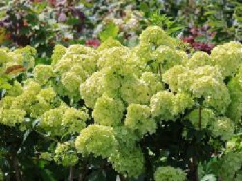 Rispenhortensie PETITE ® 'Cherry', Stamm 50-60 cm, Hydrangea paniculata PETITE ® 'Cherry', Stämmchen