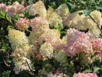 Rispenhortensie PETITE ® 'Flori', Stamm 50-60 cm, Hydrangea paniculata PETITE ® 'Flori', Stämmchen