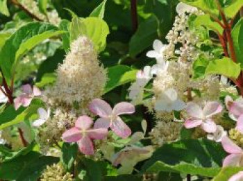 Rispenhortensie PETITE ® 'Lantern', Stamm 40-50 cm, Hydrangea paniculata PETITE ® 'Lantern', Stämmchen