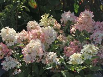 Rispenhortensie PETITE ® 'Star', 20-30 cm, Hydrangea paniculata PETITE ® 'Star', Containerware