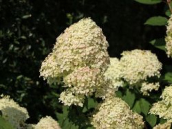 Rispenhortensie &#8218;Phantom&#8216;, 40-60 cm, Hydrangea paniculata &#8218;Phantom&#8216;, Containerware