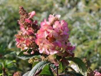 Rispenhortensie &#8218;Pink Diamond&#8216;, 30-40 cm, Hydrangea paniculata &#8218;Pink Diamond&#8216;, Containerware