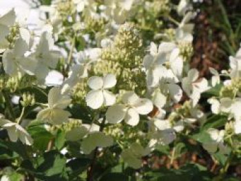 Rispenhortensie &#8218;Pink Lady&#8216;, 40-60 cm, Hydrangea paniculata &#8218;Pink Lady&#8216;, Containerware