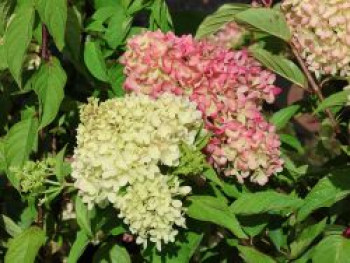 Rispenhortensie 'Pinklight' ®, Hydrangea paniculata 'Pinklight' ®, Containerware