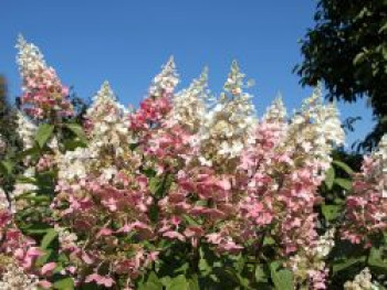 Rispenhortensie &#8218;Pinky Winky&#8216;, 40-60 cm, Hydrangea paniculata &#8218;Pinky Winky&#8216;, Containerware