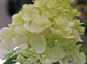 Rispenhortensie 'Polar Bear', Hydrangea paniculata 'Polar Bear', Containerware