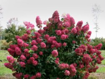 Rispenhortensie Proven Winners ® 'Fire Light', 20-30 cm, Hydrangea paniculata Proven Winners ® 'Fire Light', Containerware