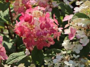 Rispenhortensie Proven Winners ® &#8218;Little Quick Fire&#8216; ®, 30-40 cm, Hydrangea paniculata Proven Winners ® &#8218;Little Quick Fire&#8216; ®, Containerware