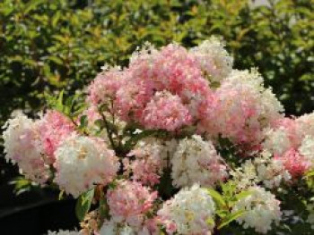 Rispenhortensie Proven Winners ® 'Pinkachu'®, Hydrangea paniculata Proven Winners ® 'Pinkachu'®, Containerware