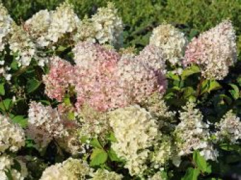Rispenhortensie Royal Majestics 'Baby Lace', 30-40 cm, Hydrangea paniculata Royal Majestics 'Baby Lace', Containerware