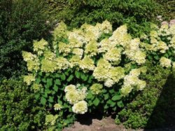 Rispenhortensie 'Silver Dollar', 30-40 cm, Hydrangea paniculata 'Silver Dollar', Containerware