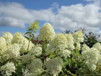 Rispenhortensie &#8218;Skyfall&#8216; ®, 30-40 cm, Hydrangea paniculata &#8218;Skyfall&#8216; ®, Containerware