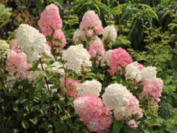 Rispenhortensie &#8218;Sundae Fraise&#8216;, 30-40 cm, Hydrangea paniculata &#8218;Sundae Fraise&#8216;, Containerware