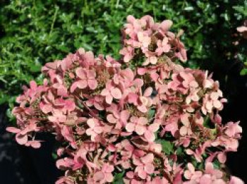 Rispenhortensie (S)witch ® 'Ophelia', Hydrangea paniculata (S)witch ® 'Ophelia', Containerware