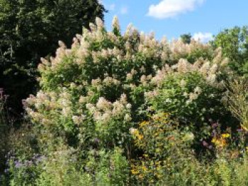 Rispenhortensie &#8218;Tardiva&#8216;, 30-40 cm, Hydrangea paniculata &#8218;Tardiva&#8216;, Containerware