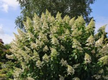 Rispenhortensie 'Unique', 30-40 cm, Hydrangea paniculata 'Unique', Containerware