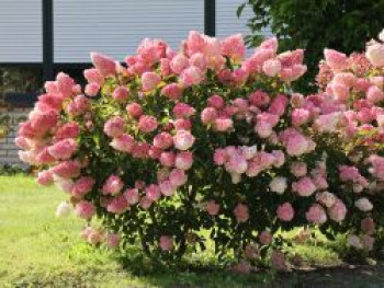 Rispenhortensie 'Vanille-Fraise', 100-125 cm, Hydrangea paniculata 'Vanille-Fraise', Containerware