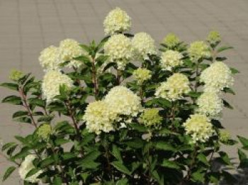 Rispenhortensie &#8218;Whitelight&#8216; ®, Hydrangea paniculata &#8218;Whitelight&#8216; ®, Containerware