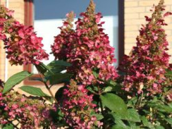 Rispenhortensie 'Wims Red', 30-40 cm, Hydrangea paniculata 'Wims Red', Containerware