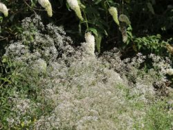 Rispiges Schleierkraut &#8218;Schneeflocke&#8216;, Gypsophila paniculata &#8218;Schneeflocke&#8216;, Topfware