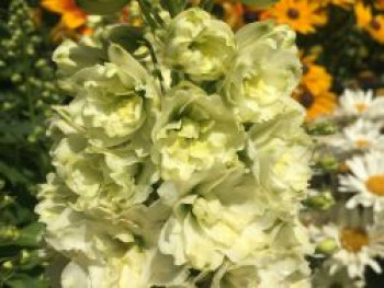Rittersporn 'Sherbet Lemon', Delphinium elatum 'Sherbet Lemon', Topfware