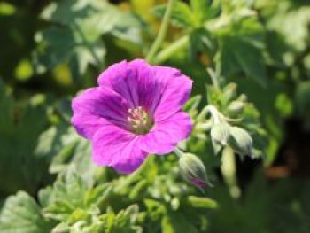 Riverslea-Storchschnabel &#8218;Russel Prichard&#8216;, Geranium x riversleaianum &#8218;Russel Prichard&#8216;, Topfware