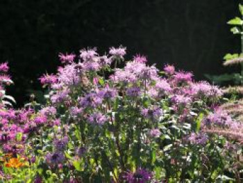 Röhrige Indianernessel, Monarda fistulosa, Topfware