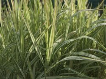 Rohr-Glanzgras &#8218;Feesey&#8216;, Phalaris arundinacea &#8218;Feesey&#8216;, Topfware