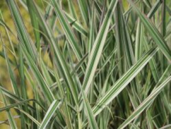 Rohr-Glanzgras &#8218;Picta&#8216;, Phalaris arundinacea &#8218;Picta&#8216;, Topfware