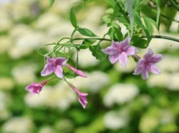 Rosa Duftjasmin, 60-100 cm, Jasminum x stephanense, Containerware