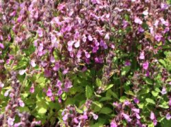 Rosa Edel-Gamander, Teucrium chamaedrys, Topfware