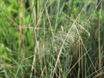 Rosa Haargras, Muhlenbergia capillaris, Topfware