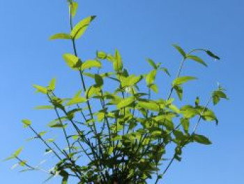 Rosa Jasmin, 40-60 cm, Jasminum beesianum, Containerware