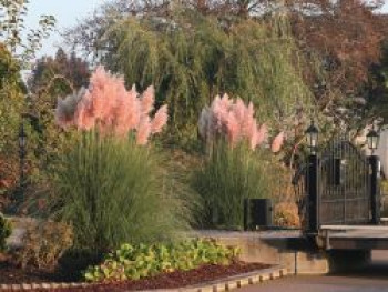 Rosa Pampasgras &#8218;Rosa Feder&#8216;, Cortaderia selloana &#8218;Rosa Feder&#8216;, Containerware