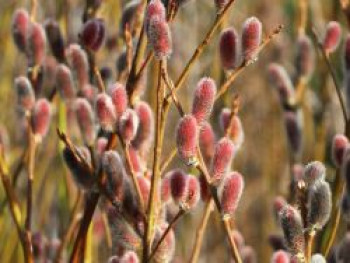 Rosa Riesen-Salweide 'Mount Aso', 40-60 cm, Salix gracilistyla 'Mount Aso', Containerware