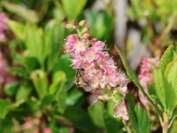 Rosa Silberkerzenstrauch, 60-80 cm, Clethra alnifolia &#8218;Rosea&#8216;, Containerware