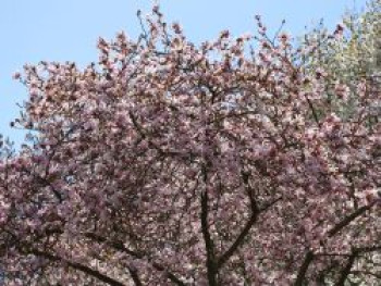 Rosa Sternmagnolie 'Leonard Messel', 40-60 cm, Magnolia loebneri 'Leonard Messel', Containerware