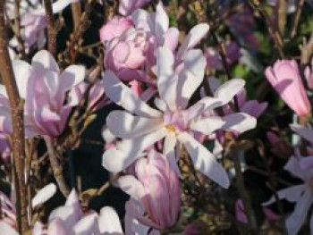 Rosa Sternmagnolie &#8218;Rosea&#8216;, 40-60 cm, Magnolia stellata &#8218;Rosea&#8216;, Containerware