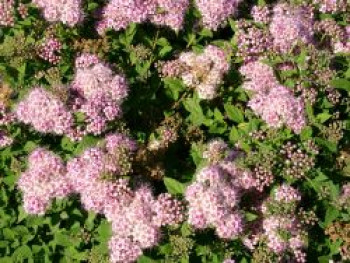 Rosa Zwergspiere &#8218;Little Princess&#8216;, 10-20 cm, Spiraea japonica &#8218;Little Princess&#8216;, Containerware