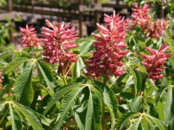 Rosablühende Hängekastanie 'Koehnei', 30-40 cm, Aesculus pavia 'Koehnei', Containerware