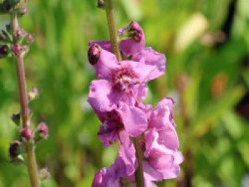 Rosablühende Königskerze 'Pink Domino', Verbascum x cultorum 'Pink Domino', Topfware