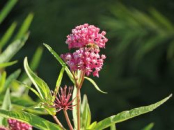 Rosablühende Seidenpflanze, Asclepias incarnata, Topfware