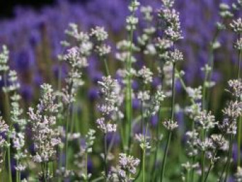 Rosablühender Lavendel &#8218;Loddon Pink&#8216;, Lavandula angustifolia &#8218;Loddon Pink&#8216;, Topfware