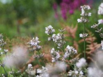 Rosablühender Lavendel 'Rosea', Lavandula angustifolia 'Rosea', Topfware