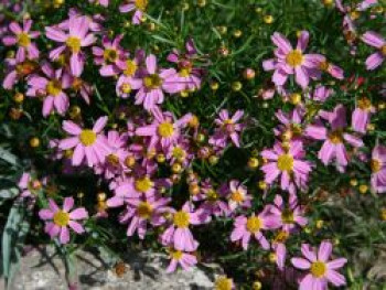 Rosablühendes Schönauge &#8218;American Dream&#8216;, Coreopsis rosea &#8218;American Dream&#8216;, Topfware